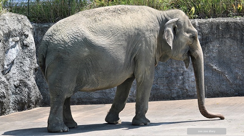 平川動物公園　インドゾウ